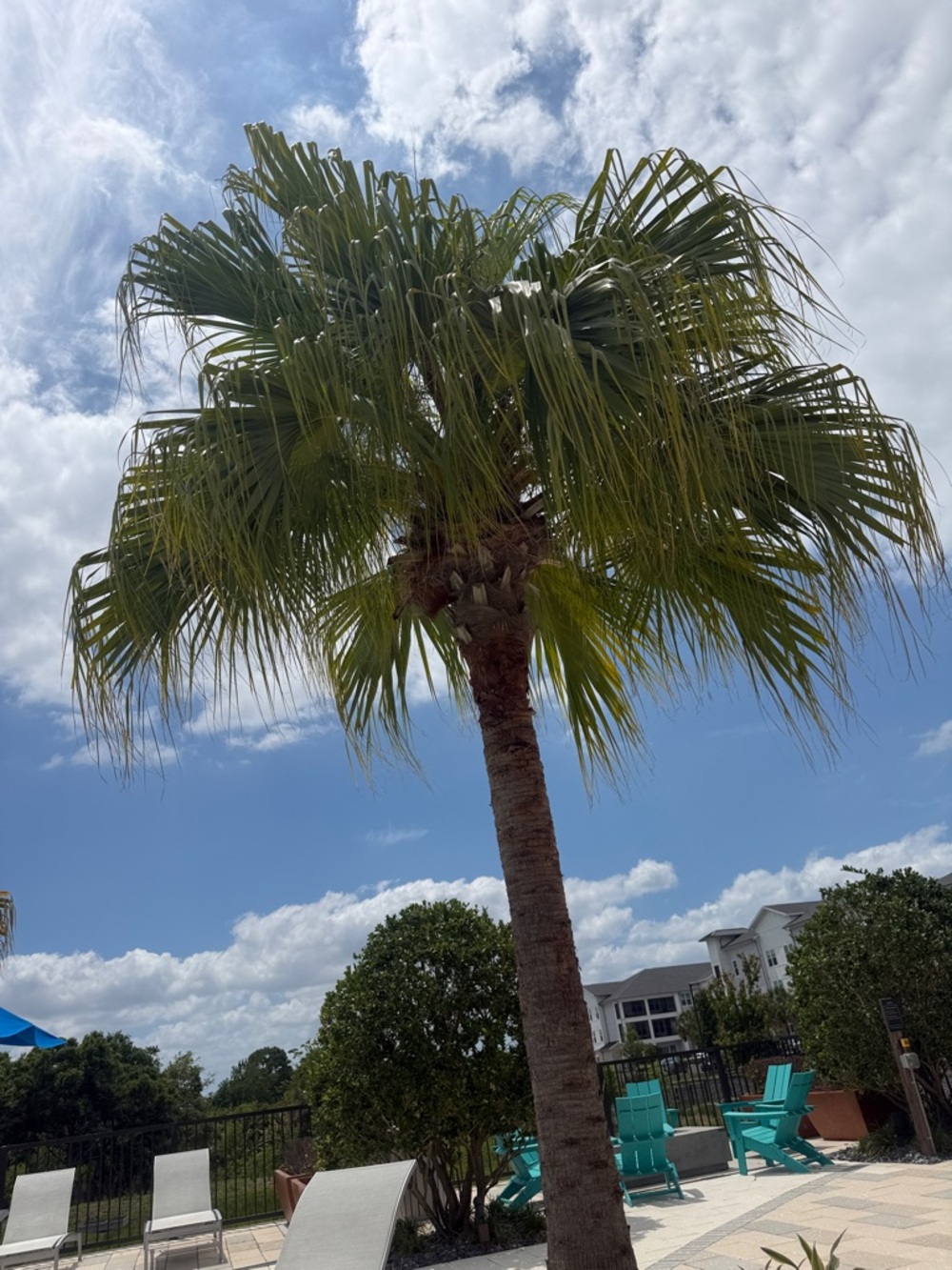 Tropical Palm Tree Print - Green Fronds